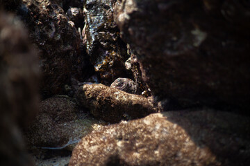 A shell in the rocks