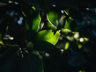leaves in the sun