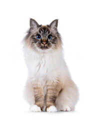 Charismatic young adult Sacred Birman cat, sitting up facing front. Looking towards camera with blue eyes. Isolated on a white background.