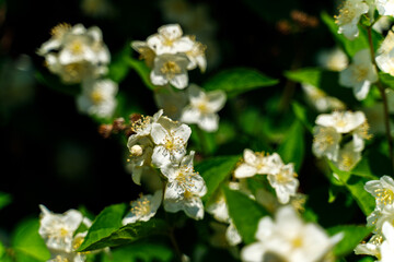 White apple tree flower close-up. Summer flowers