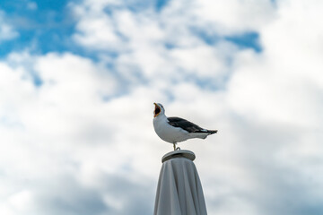 seagull on the shore in oslo city looking for food