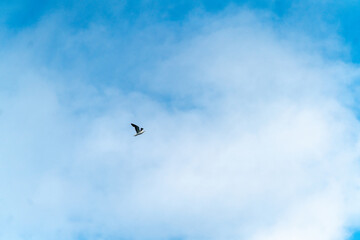 Fototapeta premium seagull on the shore in oslo city looking for food