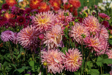 DAhlienblüte im Münsterland