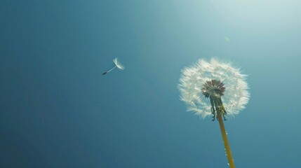 Fototapeta premium Dandelion Seeds Drifting in the Wind