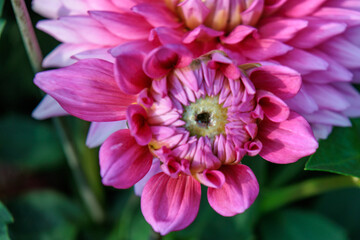 Obraz premium DAhlienblüte im Münsterland