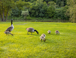 A family of Canada geese (Branta canadensis) with goslings foraging on a lawn