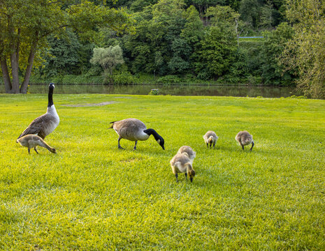 A family of Canada geese (Branta canadensis) with goslings foraging on a lawn