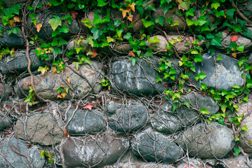A stone wall covered with ivy