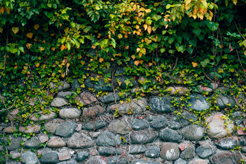 A stone wall covered with ivy