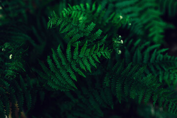 Forest ferns, green close up leaves