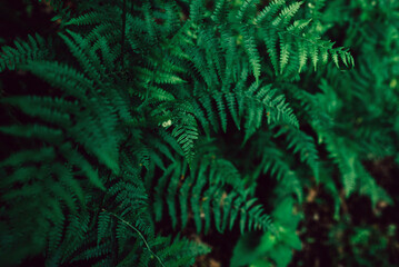 Forest ferns, green close up leaves