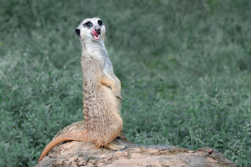 A vigilant meerkat guards its surroundings