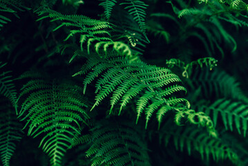 Forest ferns, green close up leaves