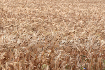 Shot of wheat ears, wheat field on a summer evening. harvest time.