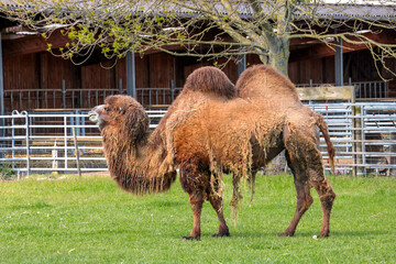 Camel in a paddock on a sunny day