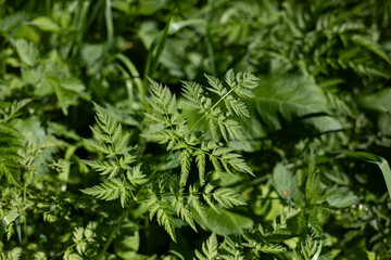 Plants in the forest. Wildlife in the summer. Green plants in the sunlight.
