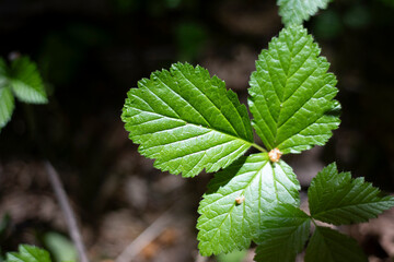 Plants in the forest. Wildlife in the summer. Green plants in the sunlight.