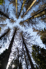 View of trees from below. Looking upward at the trees. Background of dry trunks.