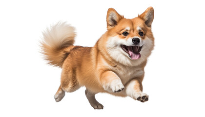 jump playful border collie puppy isolated on transparent background cutout