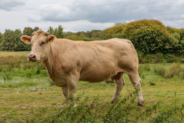 sommer im holl&auml;ndischen Achterhoek