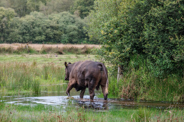 Fototapeta premium sommer im holländischen Achterhoek