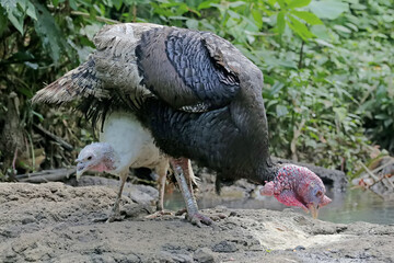 A pair of turkeys hunting for fish in a small river with low water. This animal is commonly cultivated by humans with the scientific name Meleagris gallopavo.