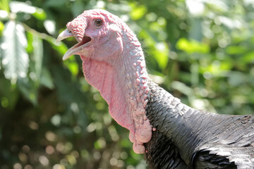 The dashing and muscular face of a male turkey. This animal commonly cultivated by humans has the scientific name Meleagris gallopavo.