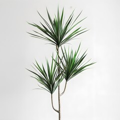 Green Plant With White Background