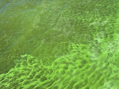 Green duckweed on the surface of river water.