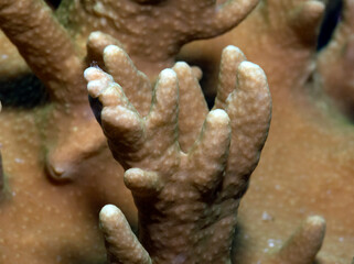 Close up view of a Sinularia Spp soft coral Boracay Island Philippines