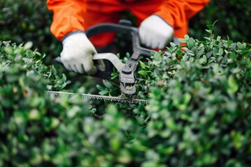 Gardener in orange suit trimming green bushes with hedge shears. Focused on hands and tools, this image captures the precision of gardening work. Ideal for agricultural and horticultural themes. AI