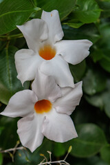 Sommedrzeit im Garten