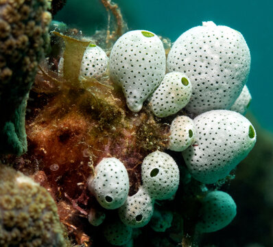 Sea squirts in a shallow reef Boracay Island Philippines