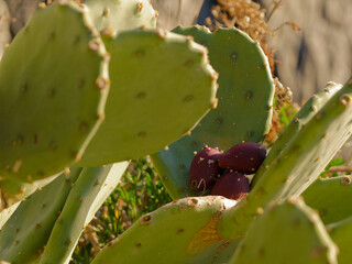Background composed of beautiful prickly pear plant