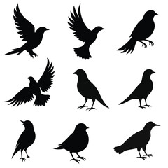 Bird's silhouettes vector illustration on a white background