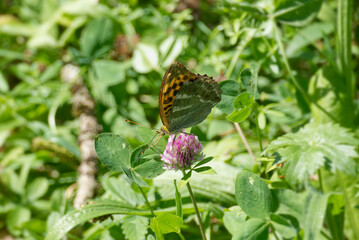 Silver-washed Fritillary butterfly (Argynnis paphia) sitting on pink flower in Zurich, Switzerland