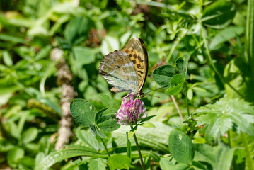Silver-washed Fritillary butterfly (Argynnis paphia) sitting on pink flower in Zurich, Switzerland