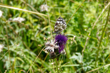 Marbled White (Melanargia galathea) butterfly sitting on a pink scabiosa in Zurich, Switzerland