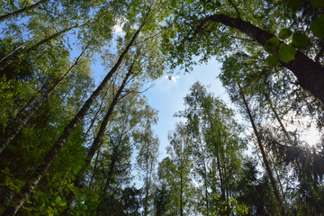 trees in the forest
