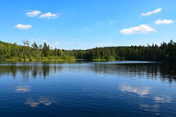 lake in the forest
