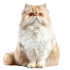 "Sweet and Fluffy Persian Kitten Showcasing Gentle Elegance Isolated on Transparent Background"