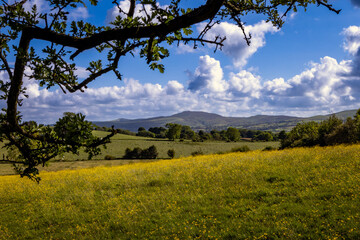 Moel Famau Hill with a buttercup field in the foreground ; view from Moel-y-crio