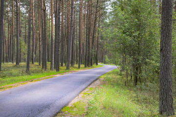 road in the forest