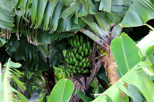Bananenstaude, Madeira Bananen