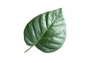 Obraz premium Single green leaf isolated on a transparent background. Perfect for botanical projects, nature themes, and environmental designs.