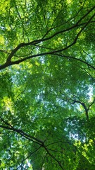 Fototapeta premium イチョウの木・木洩れ日・避暑地／Ginkgo tree, sunlight filtering through the trees, summer resort／은행나무, 나무 빠진 날, 피서지