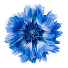 Blue Flower Petals