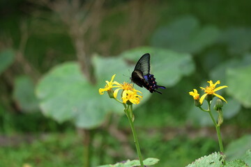 There is a Papilio dehaanii mountain Fuji side in Japan.
