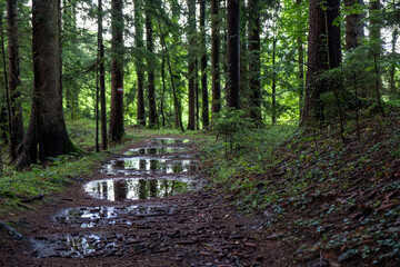 In the forest after the rain . Im Wald nach dem Regen