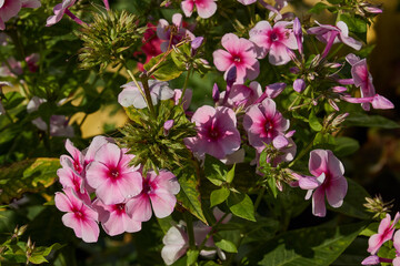 Phloxes blooms in the garden of a country house. Summer.